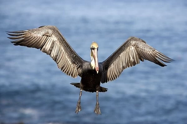 Brown Pelican - Adult bird in breeding plumage - In flight - La Jolla, California, USA. Eastern Pacific Ocean