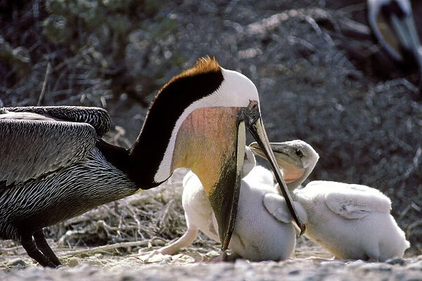 Brown Pelican - adult feeding chicks - Photographed off Baja California - Mexico