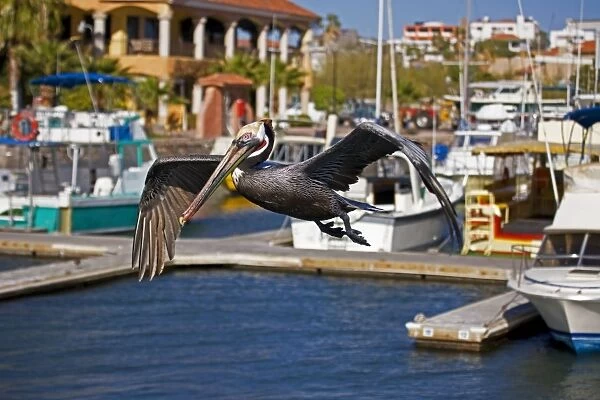 Brown Pelican - adult - Flying over seaside harbor - Dives from the air after prey capturing fish in its pouch - Rare inland - Found on coasts of southern North America Sonora - Mexico