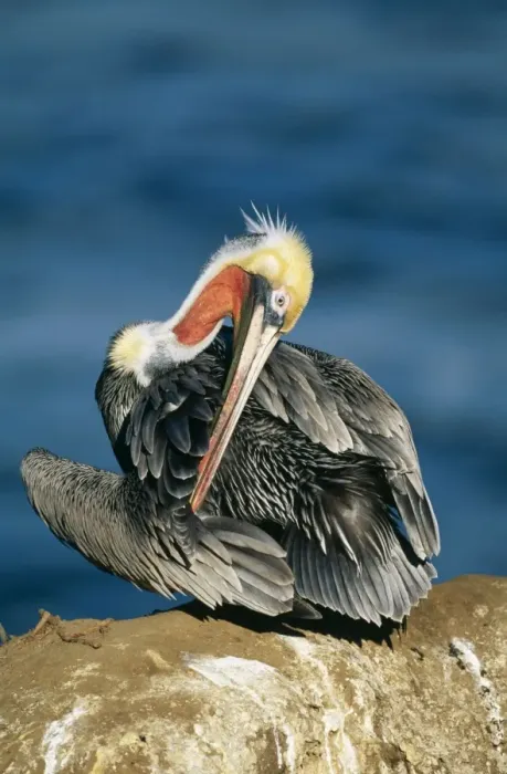 Framed Print : Brown Pelican Adult reaching breading colours, North America Framed Print : Brown Pelican Adult reaching breading colours, North America