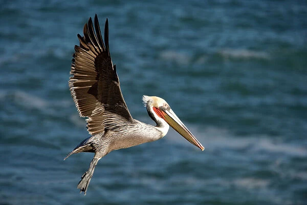 Brown Pelican - bird in breeding plumage in flight - Cliffs of La Jolla, California, USA. Eastern Pacific Ocean