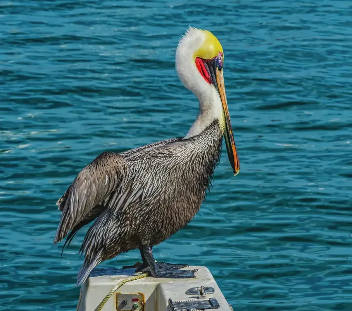 Framed Print : Brown pelican, Cabo San Lucas, Baja Mexico. Date: 14-01-2021 Framed Print : Brown pelican, Cabo San Lucas, Baja Mexico. Date: 14-01-2021