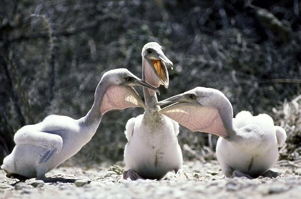 Brown Pelican - chicks - Baja California - Mexico