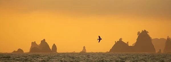 Brown pelican diving at Sunset with Sea Stacks Rialto Beach, Olympic National Park, Washington State, USA LA001540