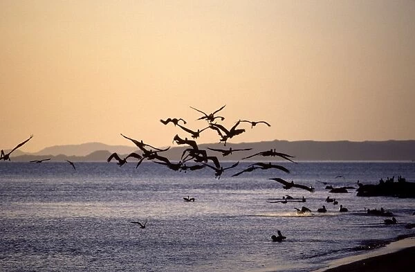 Brown Pelican - fishing near shore at dawn - Sea of Cortez (Gulf of California) - Mexico
