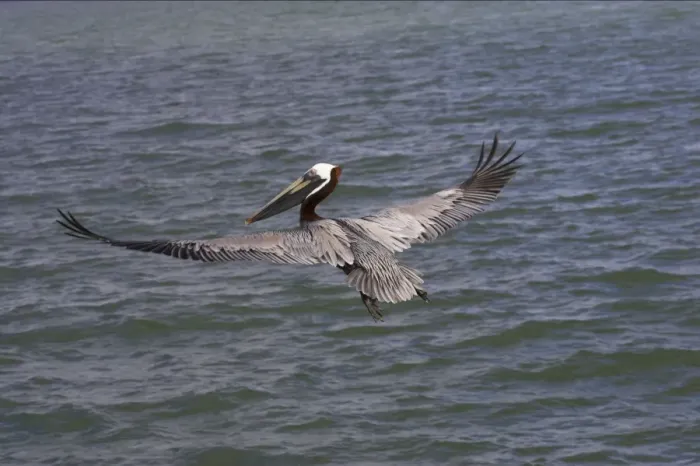 Framed Print : Brown Pelican - fishing Sanibel Island, florida, USA BI001176 Framed Print : Brown Pelican - fishing Sanibel Island, florida, USA BI001176