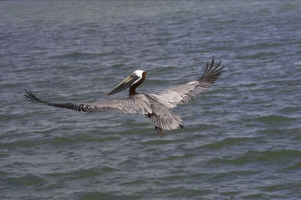 Brown Pelican - fishing Sanibel Island, florida, USA BI001176
