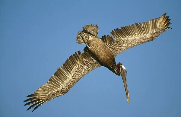 Brown Pelican - in flight