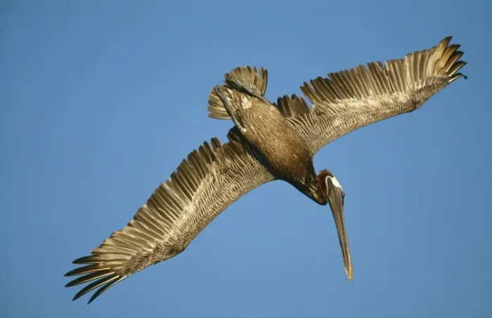 Framed Print : Brown Pelican - in flight Framed Print : Brown Pelican - in flight