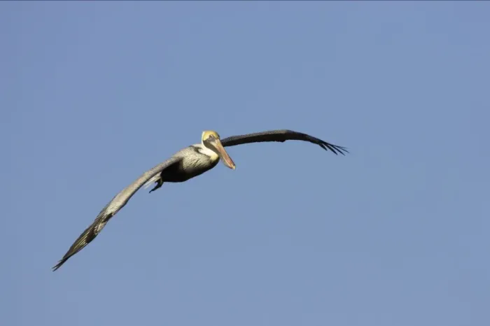 Framed Print : Brown Pelican - in flight Ding darling NWR, florida, USA BI001100 Framed Print : Brown Pelican - in flight Ding darling NWR, florida, USA BI001100