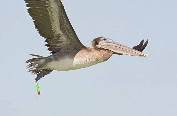 Brown Pelican - in flight with fishing hook and lure attached to foot. Sanibel Island - FL - USA - January