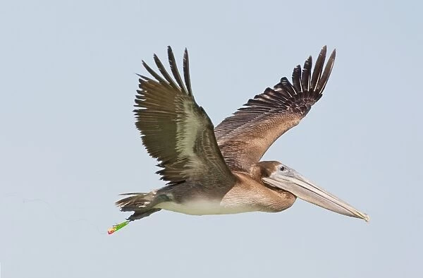 Brown Pelican - in flight with fishing hook and lure attached to foot. Sanibel Island, Fl - USA - January