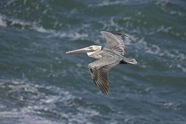 Brown Pelican - in flight over sea - Southern California - USA - Distribution: coasts of southern North America