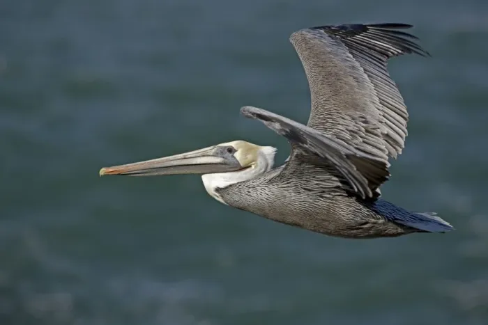 Framed Print : Brown Pelican - in flight over sea - Southern California - USA - Distribution: coasts of southern North America Framed Print : Brown Pelican - in flight over sea - Southern California - USA - Distribution: coasts of southern North America
