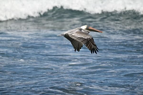 Brown Pelican - in flight over sea - Tobago