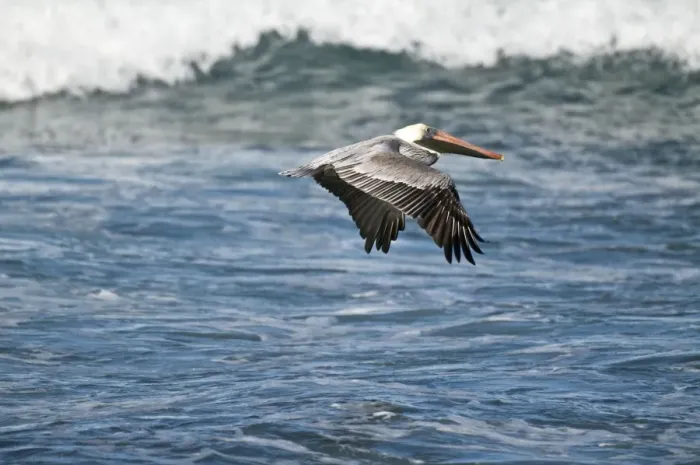 Framed Print : Brown Pelican - in flight over sea - Tobago Framed Print : Brown Pelican - in flight over sea - Tobago