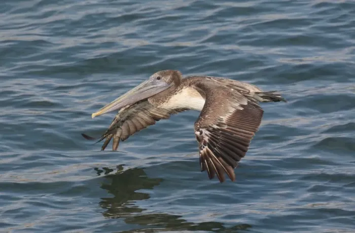 Framed Print : Brown Pelican - in flight over water - West Coast Mexico in March Framed Print : Brown Pelican - in flight over water - West Coast Mexico in March