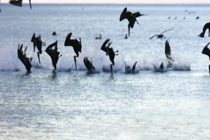 Framed Print : Brown Pelican - flock diving into water. Los Roques - Venezuela Framed Print : Brown Pelican - flock diving into water. Los Roques - Venezuela