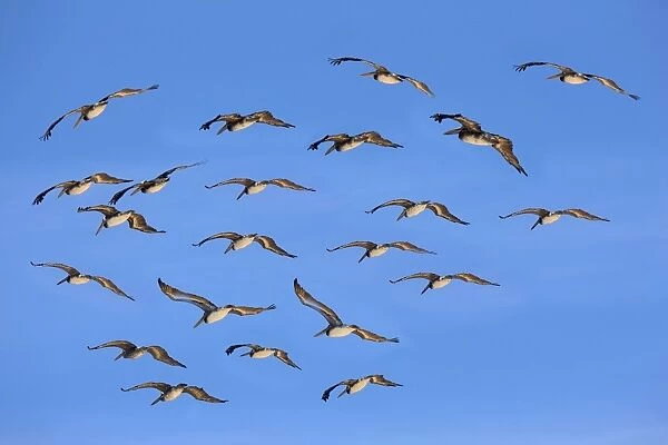 Brown Pelican - flock in fight - Paracas National Reserve - Peru