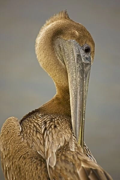Brown Pelican - Immature - Large dark water bird - Mainly eats fish and crustaceans Louisiana USA