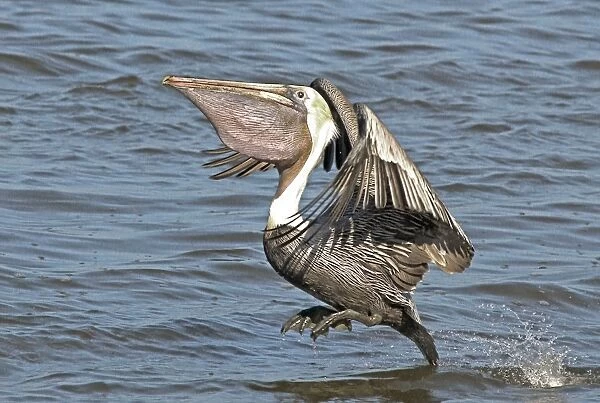 Brown Pelican, landing on water. Pouch full of baitfish, Florida Panhandle, Florida, USA