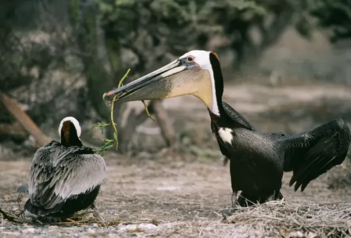 Framed Print : Brown Pelican Male offering nesting material Framed Print : Brown Pelican Male offering nesting material