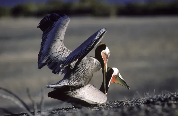 Framed Print : Brown Pelican - mating - Baja California - Mexico Framed Print : Brown Pelican - mating - Baja California - Mexico