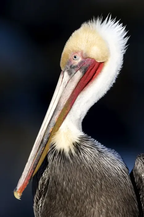 Framed Print : Brown Pelican - Nonbreeding adult (neck is all white). cliffs of La Jolla, California, USA. Eastern Pacific Ocean