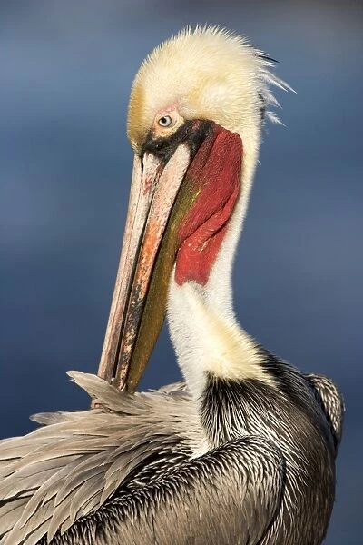 Brown Pelican - nonbreeding adult preening - La Jolla - California - USA - Eastern Pacific Ocean