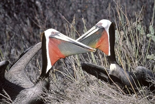 Brown Pelican - pair displaying near their nest at the begining of the breeding season - Baja California - Mexico