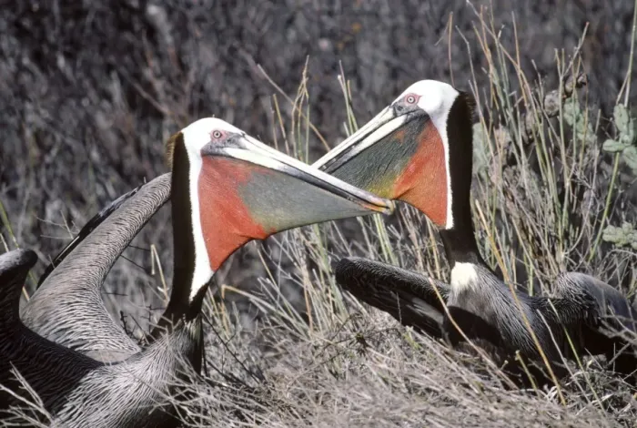 Framed Print : Brown Pelican - pair displaying near their nest at the begining of the breeding season - Baja California - Mexico Framed Print : Brown Pelican - pair displaying near their nest at the begining of the breeding season - Baja California - Mexico