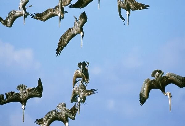 Brown Pelicans - in flight