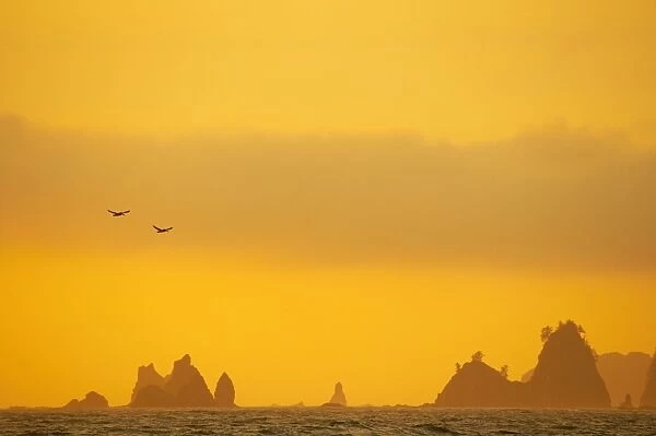 Brown pelicans and Sea Stacks, Rialto Beach Olympic National Park, Washington State, USA LA001541