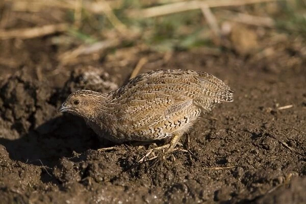 Brown Quail drinking Inhabits dense grasslands around much of Australia except for the drier inland areas. At an overflowing cattle trough near the Gibb River Road, Kimberley, Western Australia