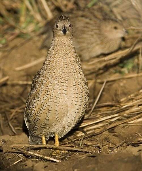 Brown Quail - Inhabits dense grasslands around much of Australia except for the drier inland areas. At an overflowing cattle trough near the Gibb River Road, Kimberley, Western Australia