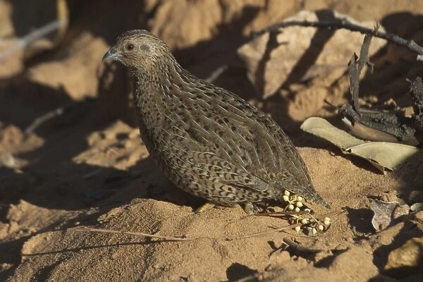 Brown Quail Found in most States of Australia except rare in South Australia and within a few hundred kilometers of the coast Absent from a huge area of central and western Australia