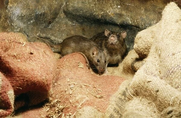 Brown Rat. AP-1541. BROWN RATS - ON SACKING