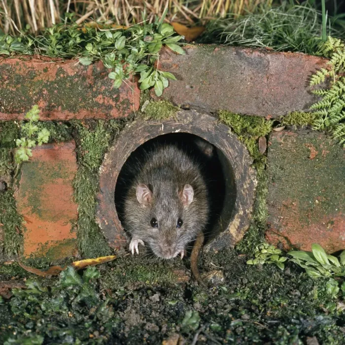 Framed Print : Brown Rat. LB-7939. BROWN / COMMON / NORWAY RAT - in drain pipe Framed Print : Brown Rat. LB-7939. BROWN / COMMON / NORWAY RAT - in drain pipe