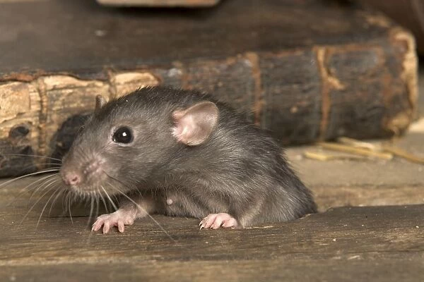 Brown Rat. LA-9528. Brown Rat. Rattus norvegicus. Jean-Michel Labat.