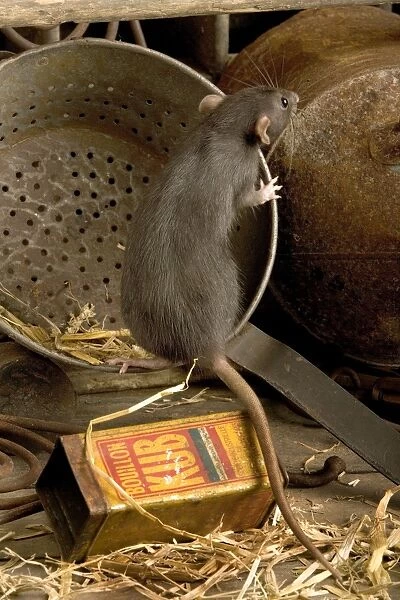 Brown Rat. LA-9532. Brown Rat. Rattus norvegicus. Jean-Michel Labat.