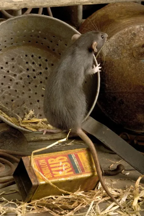 Framed Print : Brown Rat. LA-9532. Brown Rat. Rattus norvegicus. Jean-Michel Labat. Framed Print : Brown Rat. LA-9532. Brown Rat. Rattus norvegicus. Jean-Michel Labat.