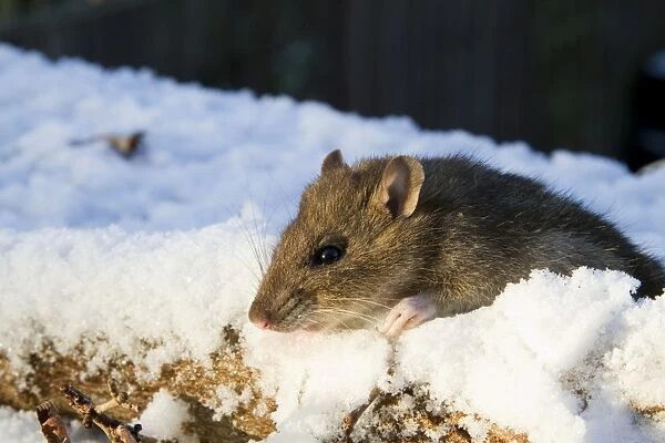 Brown Rat - Adult brown rat in the snow. England, UK