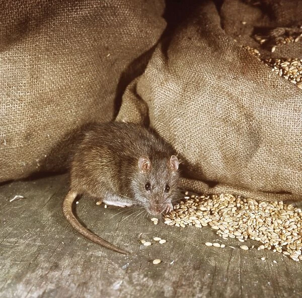 Brown Rat By bags of grain
