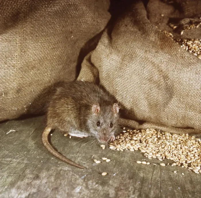 Framed Print : Brown Rat By bags of grain