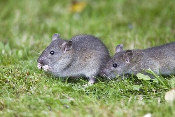 Brown Rat  /  Common Rat - two baby animals feeding on birdseed in garden - Lower Saxony - Germany