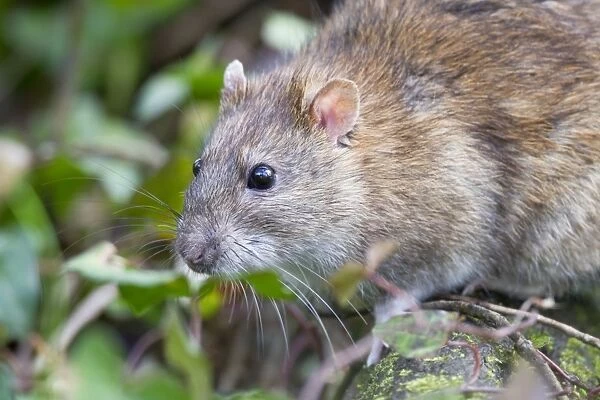 Brown Rat - Cornwall - UK