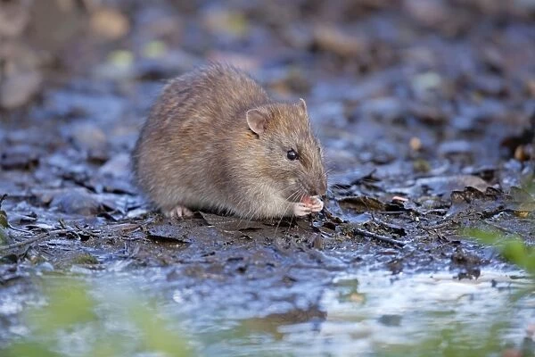 Brown Rat - eating - Cornwall - UK