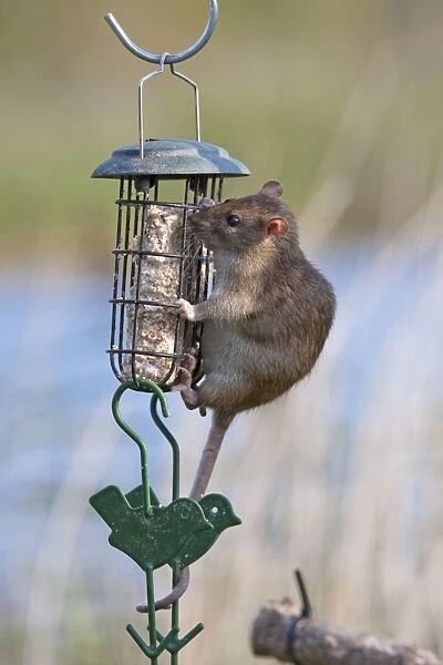 Brown Rat - Single adult feeding on fat balls, Wiltshire, England, UK