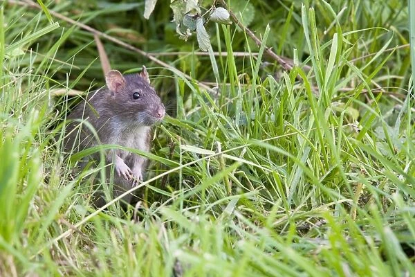 Brown Rat - Single adult sitting in grass, Wiltshire, England, UK