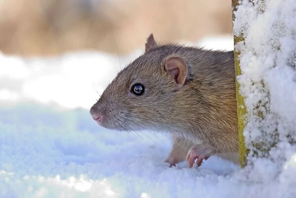 Brown Rat in Snow - UK